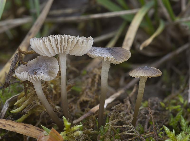 Mycena atropapillata